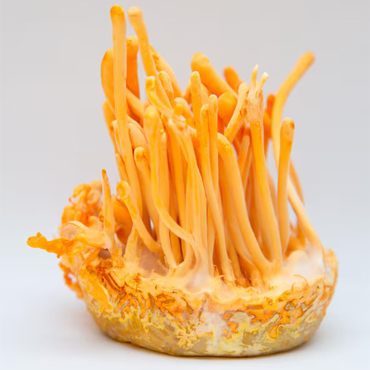 Awesome Product Image